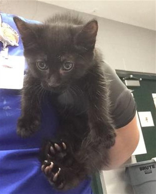 HOOKFANG, an adoptable Domestic Long Hair in Thousand Palms, CA