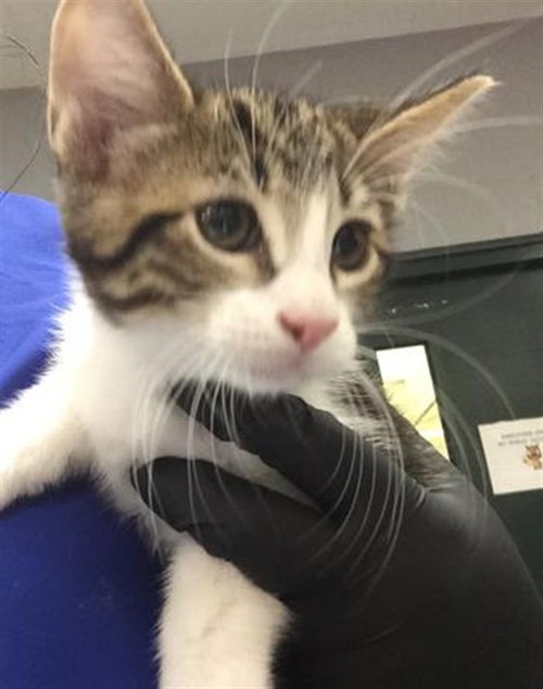 DART, Baby Domestic Short Hair (medium coat), cat for adoption in Coachella, California