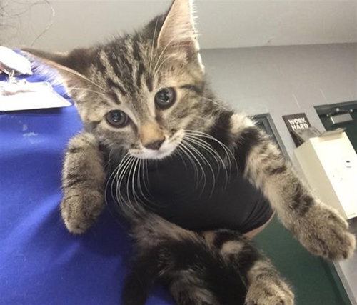 POUNCER, Baby Domestic Short Hair (medium coat), cat for adoption in Thousand Palms, California