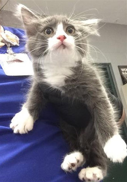 ISLA, Baby Domestic Short Hair (medium coat), cat for adoption in Thousand Palms, California