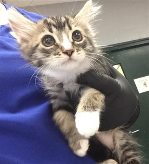 ISABELLA, Baby Domestic Short Hair (medium coat), cat for adoption in Thousand Palms, California