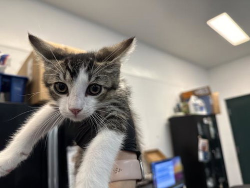 CORWIN, Baby Domestic Short Hair (medium coat), cat for adoption in Thousand Palms, California
