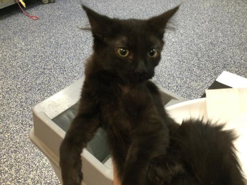 JET, Baby Domestic Medium Hair (medium coat), cat for adoption in Thousand Palms, California