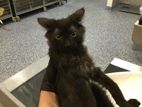 MIDNIGHT, Baby Domestic Medium Hair (medium coat), cat for adoption in Thousand Palms, California
