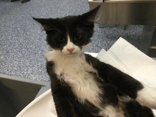 TUXIE, Baby Domestic Medium Hair (medium coat), cat for adoption in Thousand Palms, California