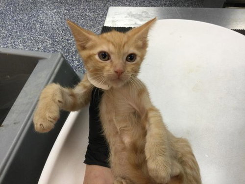 A1912672, Baby Domestic Short Hair (medium coat), cat for adoption in Indio, California
