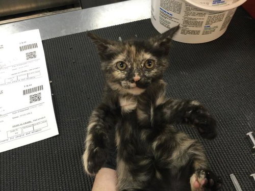 A1912677, Baby Domestic Short Hair (medium coat), cat for adoption in Indio, California