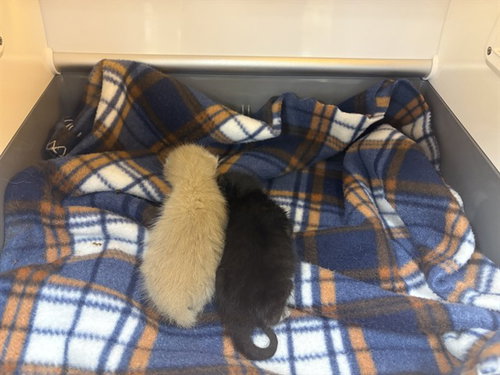 A1913013