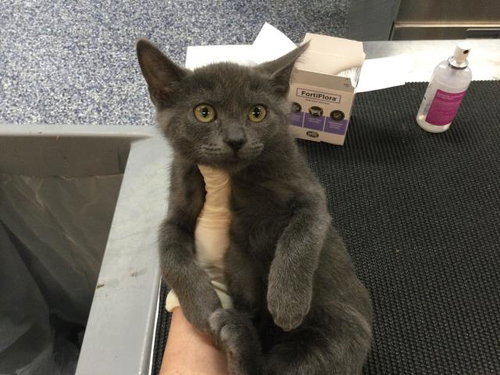 A1913626, Baby Domestic Short Hair (medium coat), cat for adoption in La Quinta, California