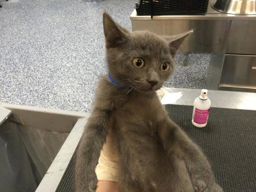 A1913628, Baby Domestic Short Hair (medium coat), cat for adoption in La Quinta, California