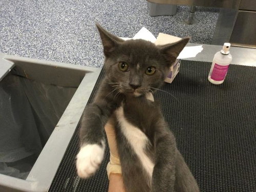 A1913629, Baby Domestic Short Hair (medium coat), cat for adoption in La Quinta, California