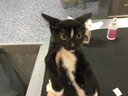 A1913631, Baby Domestic Short Hair (medium coat), cat for adoption in La Quinta, California