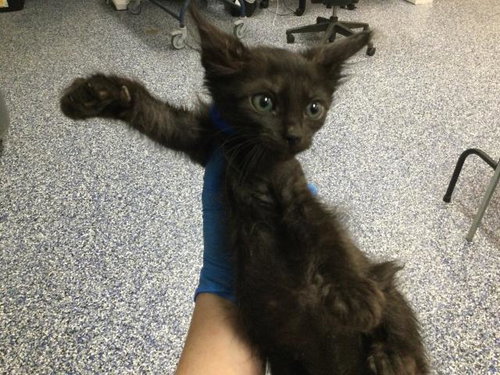 A1913687, Baby Domestic Short Hair (medium coat), cat for adoption in Thousand Palms, California