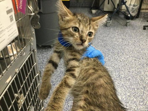 A1913688, Baby Domestic Short Hair (medium coat), cat for adoption in Thousand Palms, California
