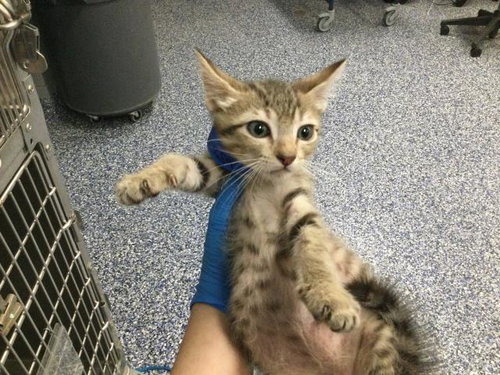 A1913689, Baby Domestic Short Hair (medium coat), cat for adoption in Thousand Palms, California