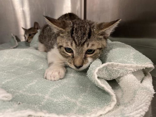 ZEUS, Baby Domestic Short Hair (medium coat), cat for adoption in Thousand Palms, California