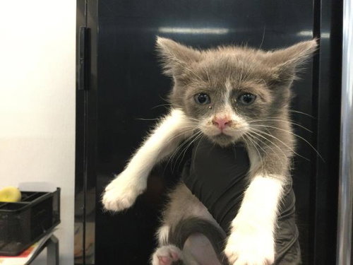 PIP