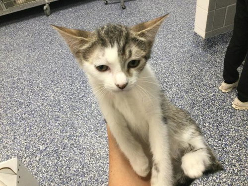 OLIVIA, Baby Domestic Short Hair (medium coat), cat for adoption in Thousand Palms, California