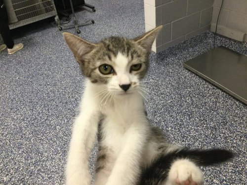 JULIET, Baby Domestic Short Hair (medium coat), cat for adoption in Thousand Palms, California