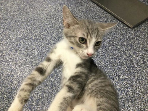 TANGO, Baby Domestic Short Hair (medium coat), cat for adoption in Thousand Palms, California