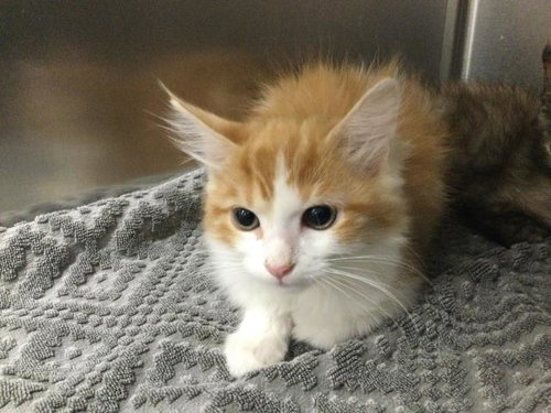 A1916670, Baby Domestic Medium Hair (medium coat), cat for adoption in Indio, California