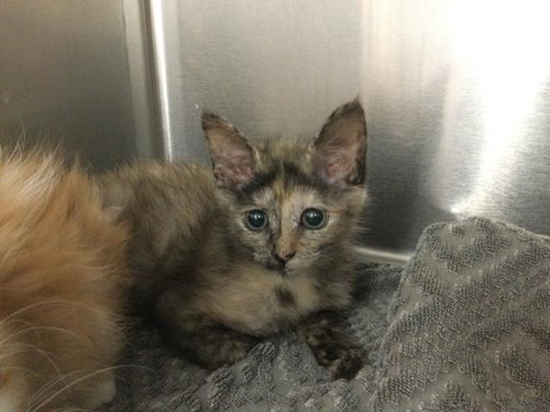 A1916671, Baby Domestic Medium Hair (medium coat), cat for adoption in Indio, California