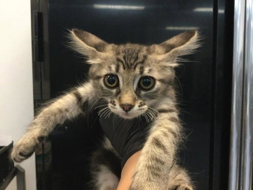 A1917296, Baby Domestic Short Hair (medium coat), cat for adoption in Thousand Palms, California