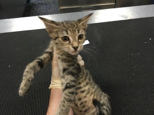 A1917298, Baby Domestic Short Hair (medium coat), cat for adoption in La Quinta, California