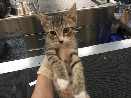 A1917300, Baby Domestic Short Hair (medium coat), cat for adoption in La Quinta, California