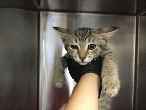 A1917301, Baby Domestic Short Hair (medium coat), cat for adoption in Thousand Palms, California