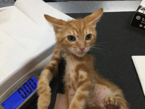 A1917862, Baby Domestic Medium Hair (medium coat), cat for adoption in Indio, California