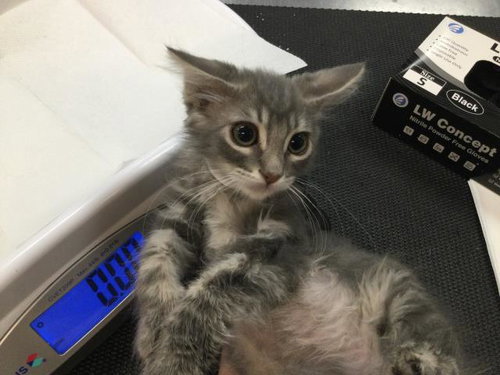 A1917863, Baby Domestic Medium Hair (medium coat), cat for adoption in Indio, California
