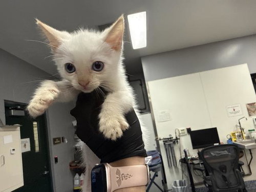 A1917938, an adoptable Domestic Short Hair in Thousand Palms, CA