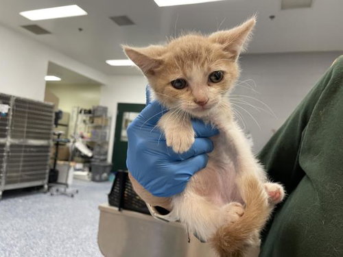A1918007, Baby Domestic Short Hair (medium coat), cat for adoption in Thousand Palms, California