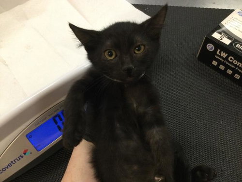 LADY, Baby Domestic Short Hair (medium coat), cat for adoption in Indio, California