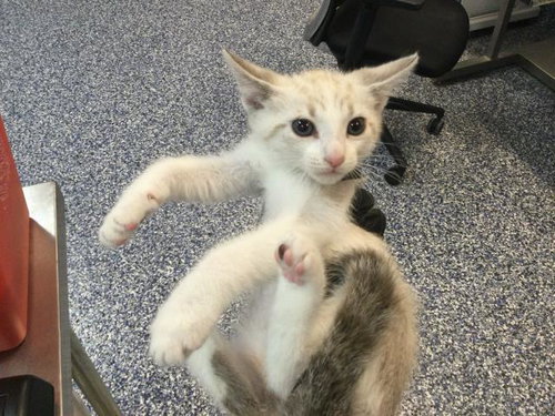 A1919387, Baby Domestic Short Hair (medium coat), cat for adoption in Coachella, California