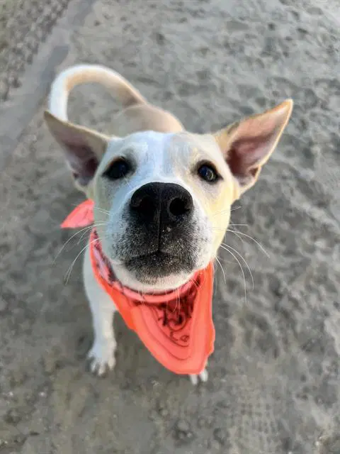 Carly - Labrador Retriever