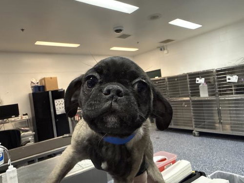 PUGSLY