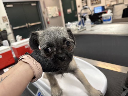 PUGZILLA