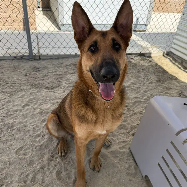 Dawn - German Shepherd Dog
