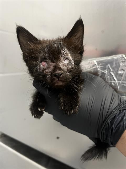 A1922904, Baby Domestic Short Hair (medium coat), cat for adoption in Thousand Palms, California