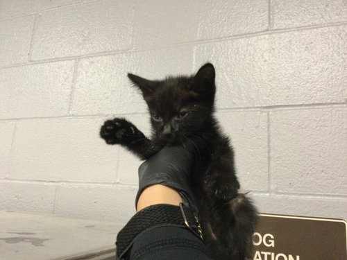 A1923342, Baby Domestic Short Hair (medium coat), cat for adoption in Coachella, California