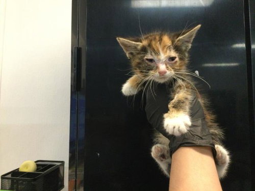 A1922637, Baby Domestic Short Hair (short coat), cat for adoption in Thousand Palms, California