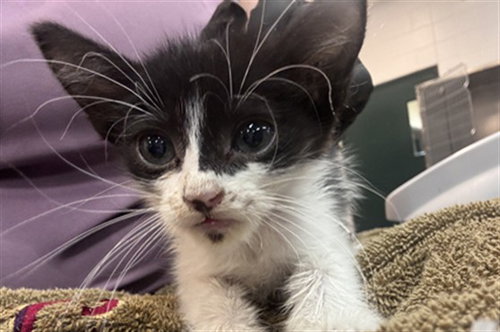 LYCHEE, Baby Domestic Short Hair (medium coat), cat for adoption in La Quinta, California
