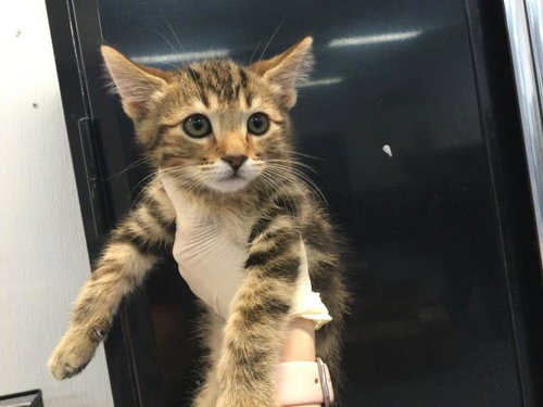 MOCHI, Baby Domestic Short Hair (medium coat), cat for adoption in La Quinta, California