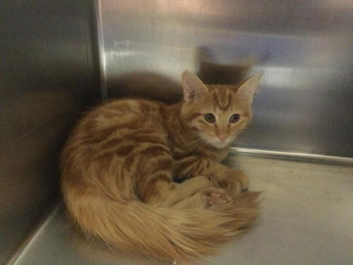GARFIELD, Young Domestic Medium Hair (medium coat), cat for adoption in La Quinta, California