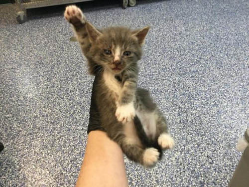 TAFFY, Baby Domestic Short Hair (medium coat), cat for adoption in La Quinta, California
