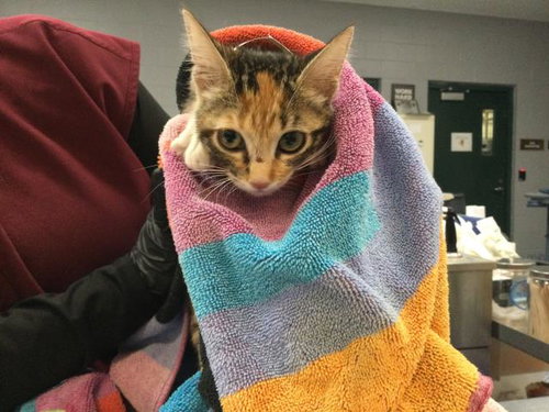 SASSY, Baby Domestic Short Hair (medium coat), cat for adoption in La Quinta, California