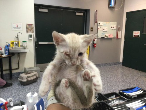 A1924164, Baby Siamese (medium coat), cat for adoption in Indio, California