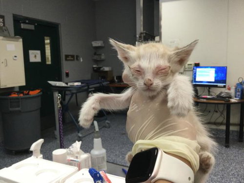 A1924165, Baby Siamese (medium coat), cat for adoption in Indio, California
